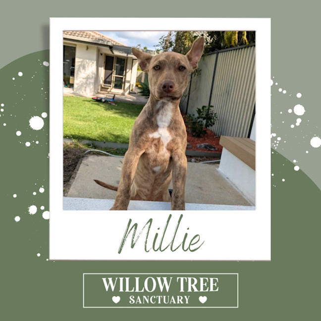 Photo of Millie