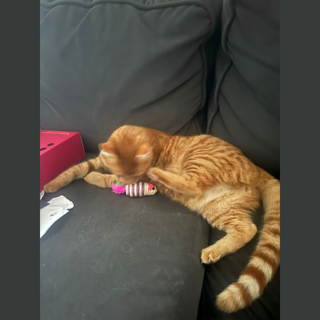 Photo of Fanta 