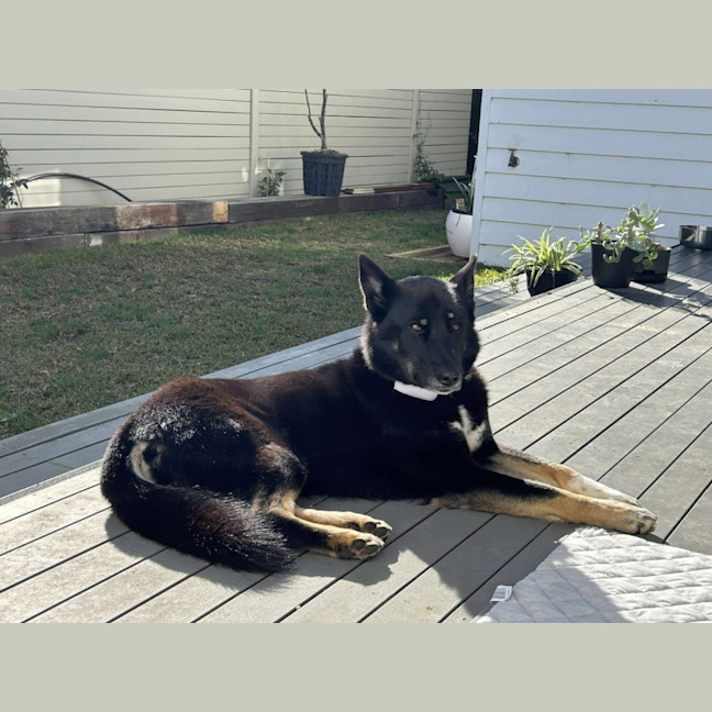 Photo of Black Forest