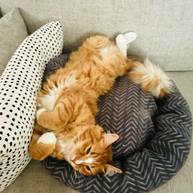 Photo of Thelonious   Located In Fitzroy 