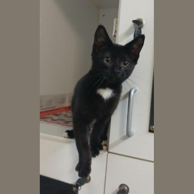Photo of Tux (Luna)