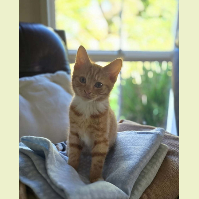 Photo of Donald Meet Me@Petstock Keysbourough Store