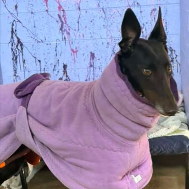 Photo of Marcia The Greyhound