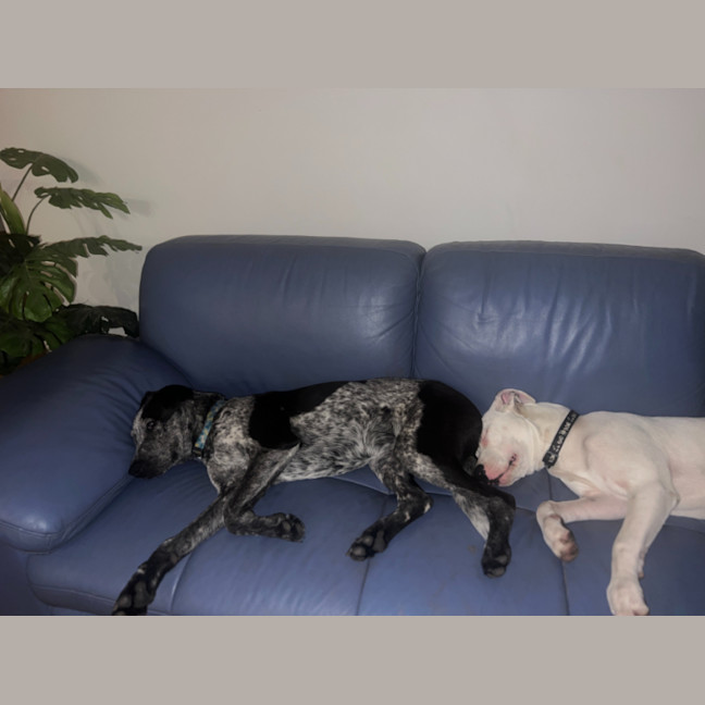 Photo of Maverick   9 Month Old Cattle Dog X (Trial)