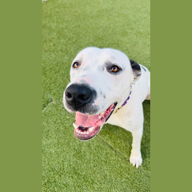 Photo of Spot 