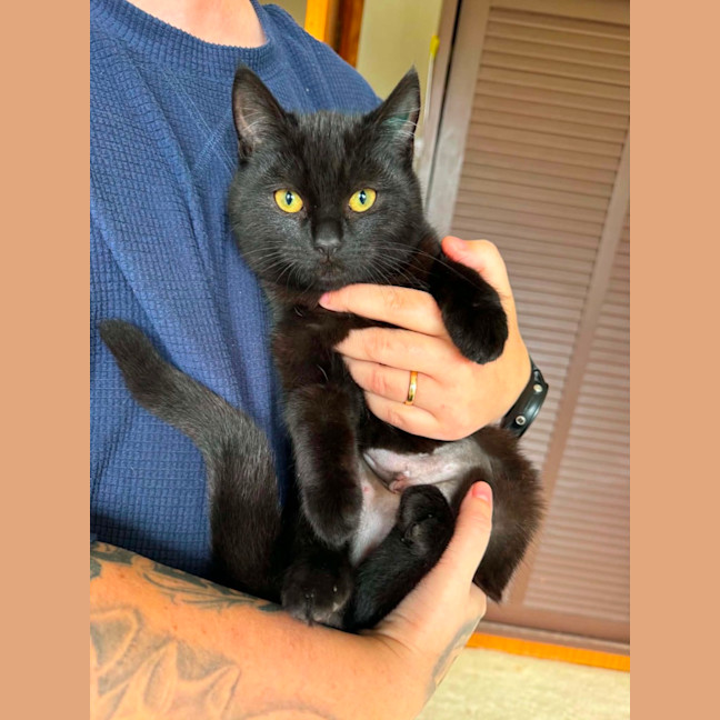 Photo of Juniper 
