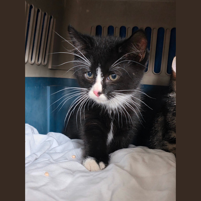 Photo of Merlot
