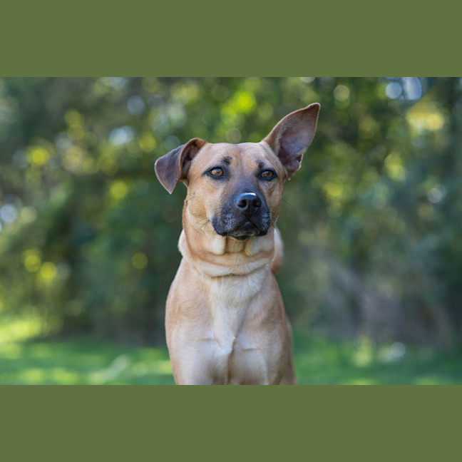 Photo of Bruno