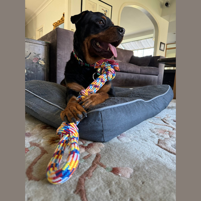Photo of Nala 