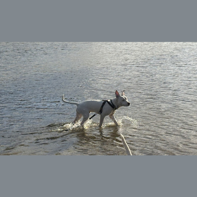 Photo of Ollie