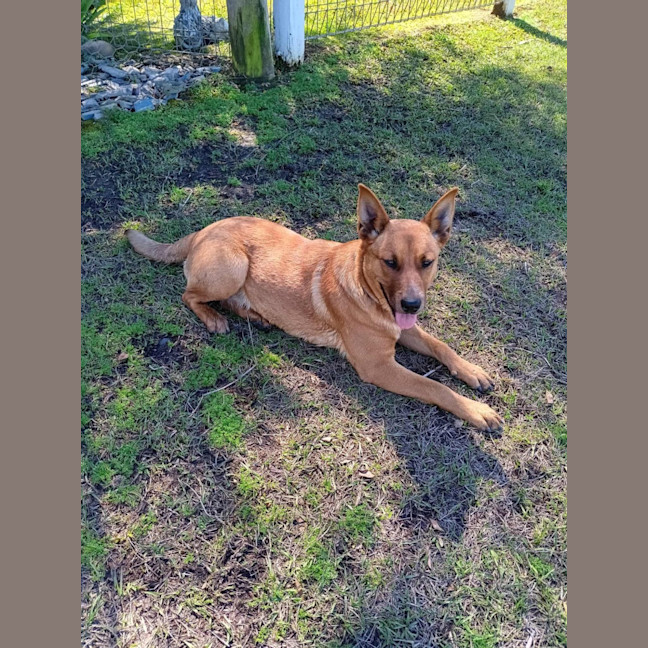 Photo of Scarlet 