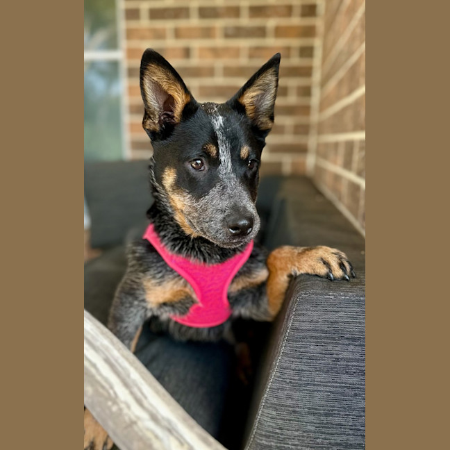 Photo of Jess (Blue)