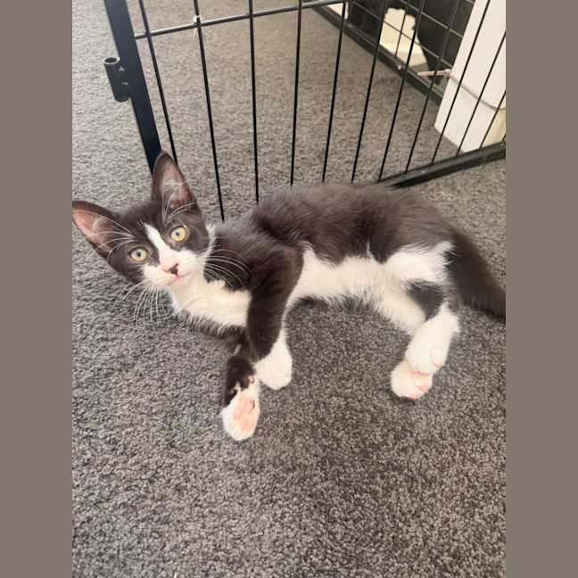 Photo of Dusky Meet Me@Petstock Mornington Store