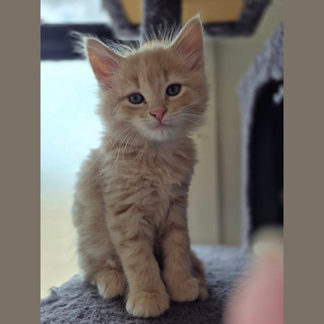 Photo of Gingie Bread