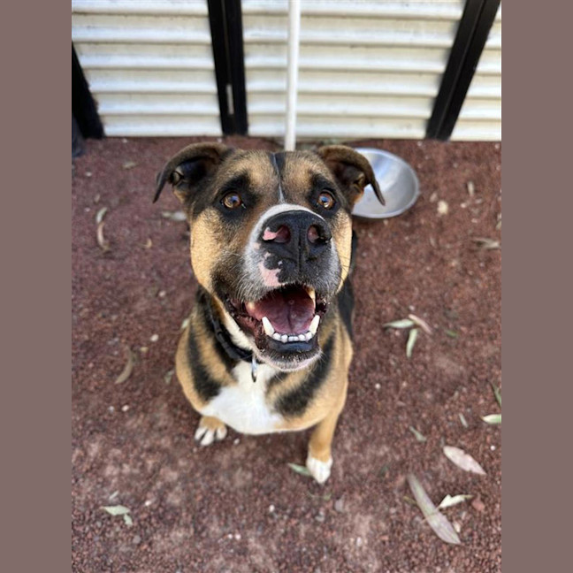Photo of Rambo 