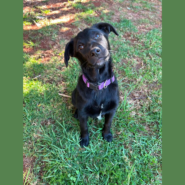 Photo of Blossom