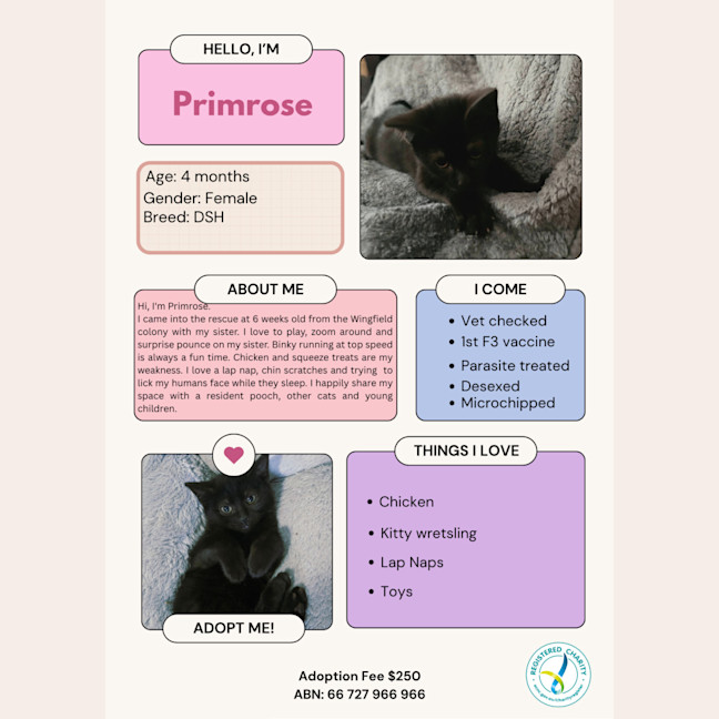 Photo of Primrose 