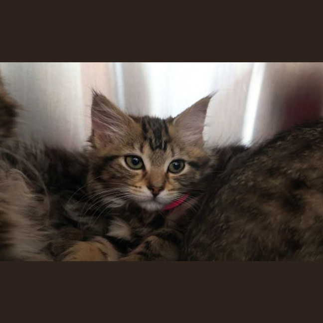 Photo of Marshmallow