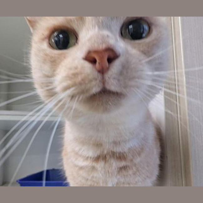 Photo of Mouse