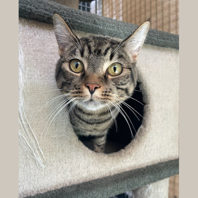 Photo of Simba