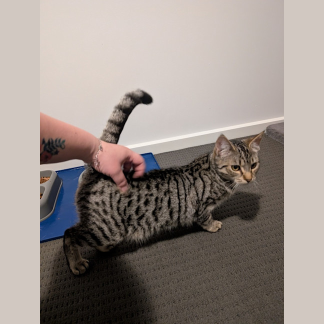 Photo of Milo