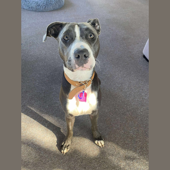 Photo of Sky   14 Month Old Staffy X