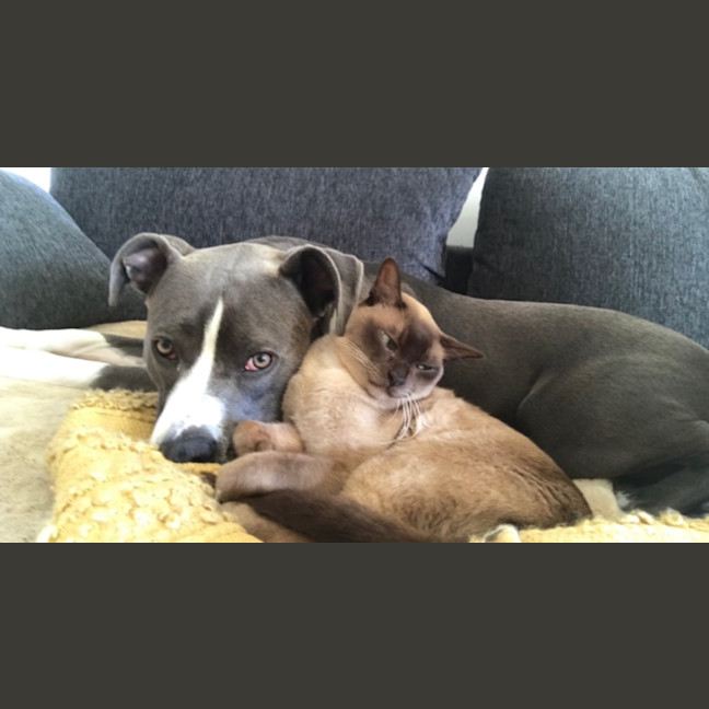 Photo of 🐾 Bonded Burmese Brothers Seeking A Forever Home 