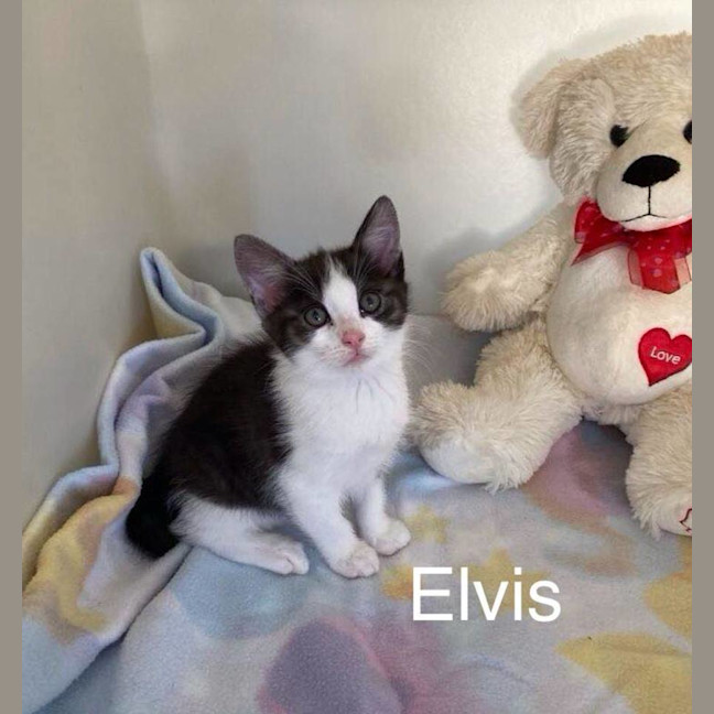 Photo of Elvis