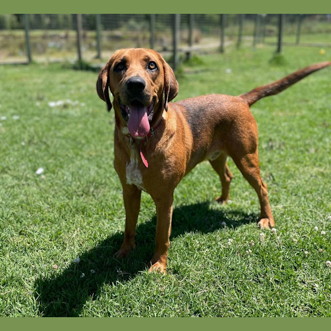 Photo of Copper