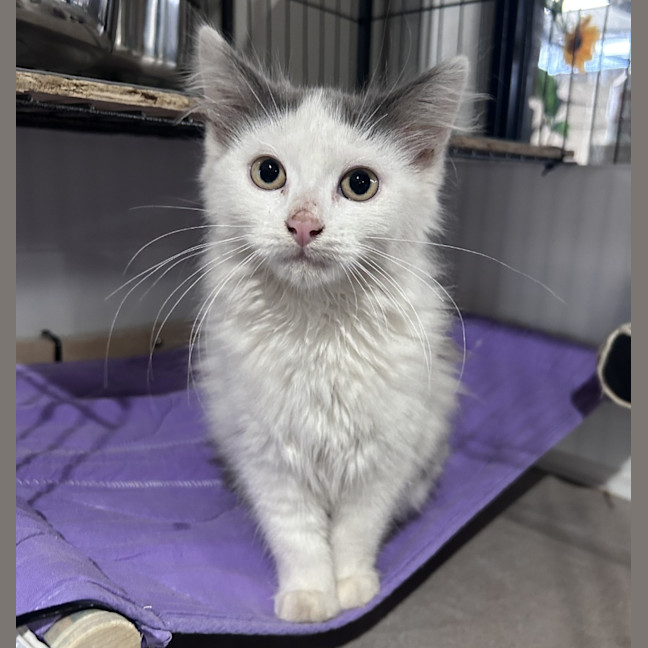Photo of Nimbus