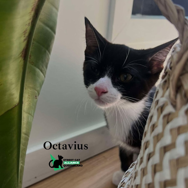 Photo of Octavius