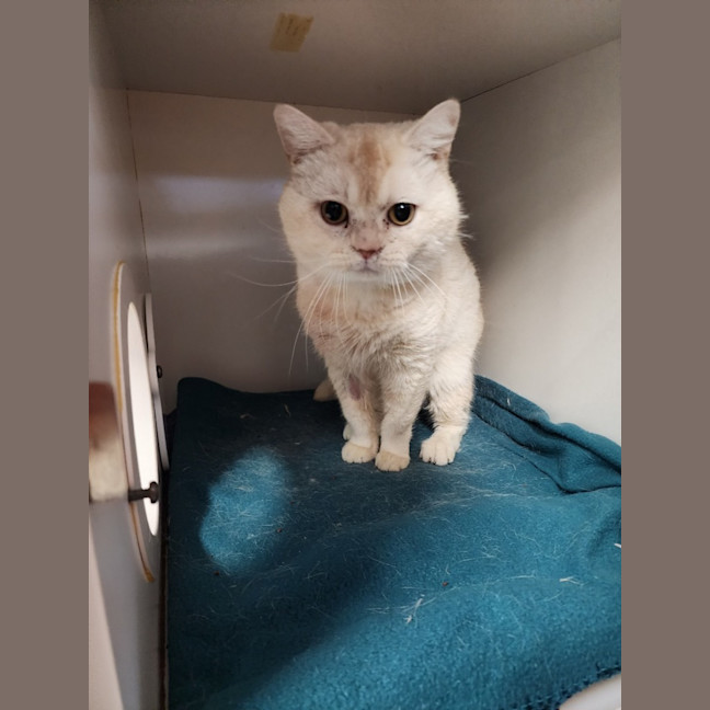 Photo of Simba