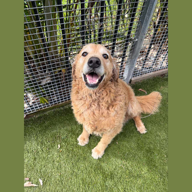 Photo of Nala