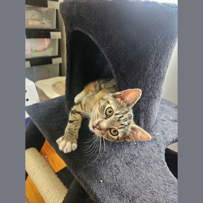 Photo of Mabel (Was Max)