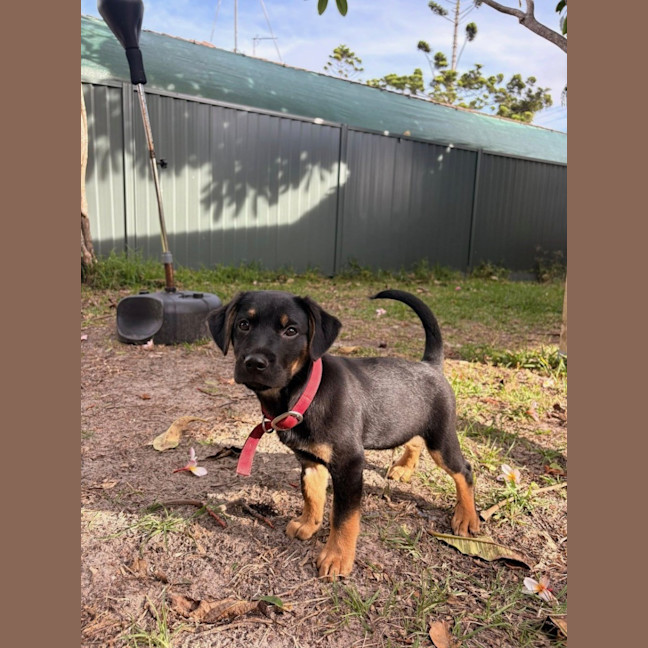 Photo of Hank