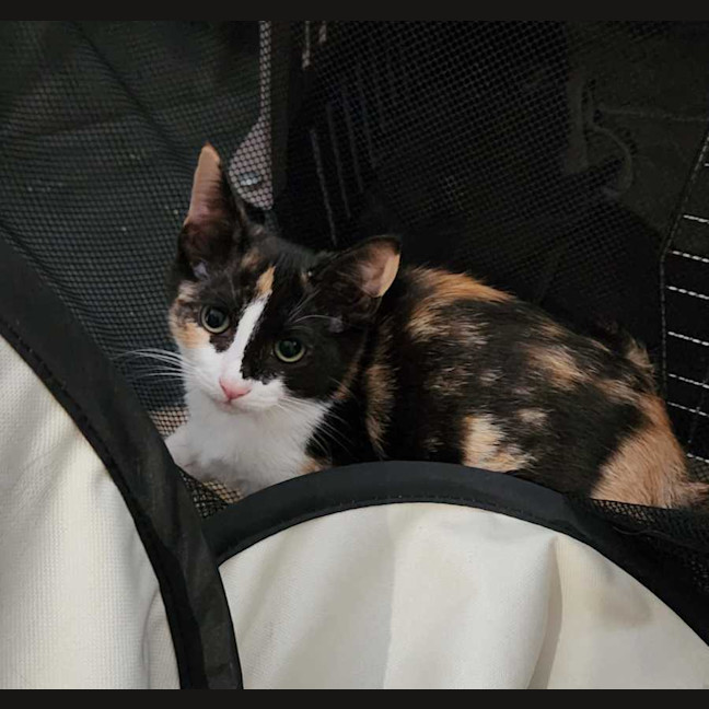 Photo of Nova
