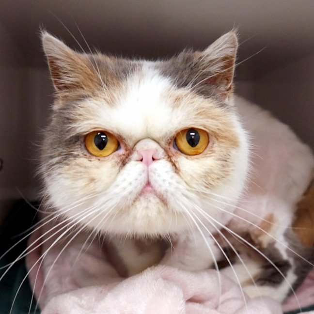 Photo of Chich Sua012920