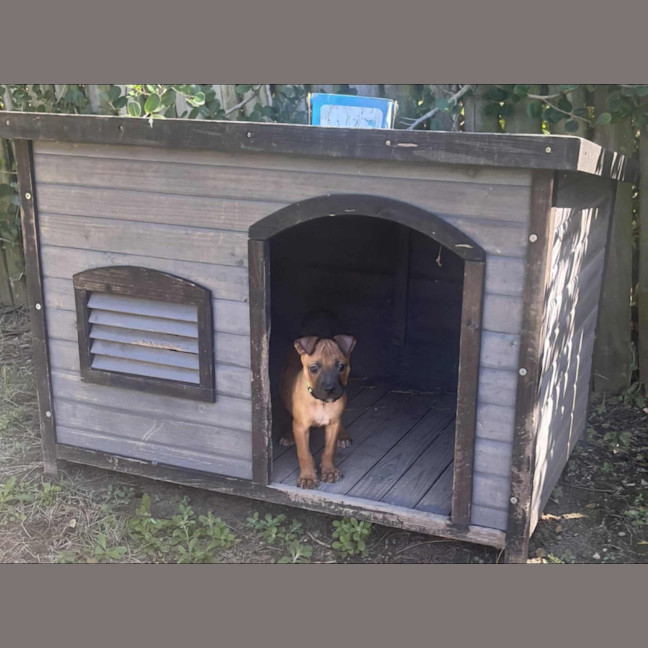 Photo of Prince (P5)