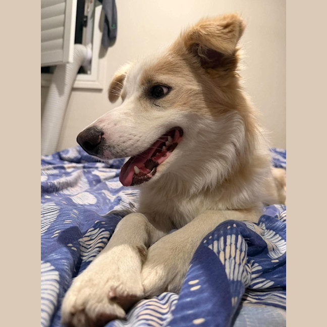 Photo of Biscuit