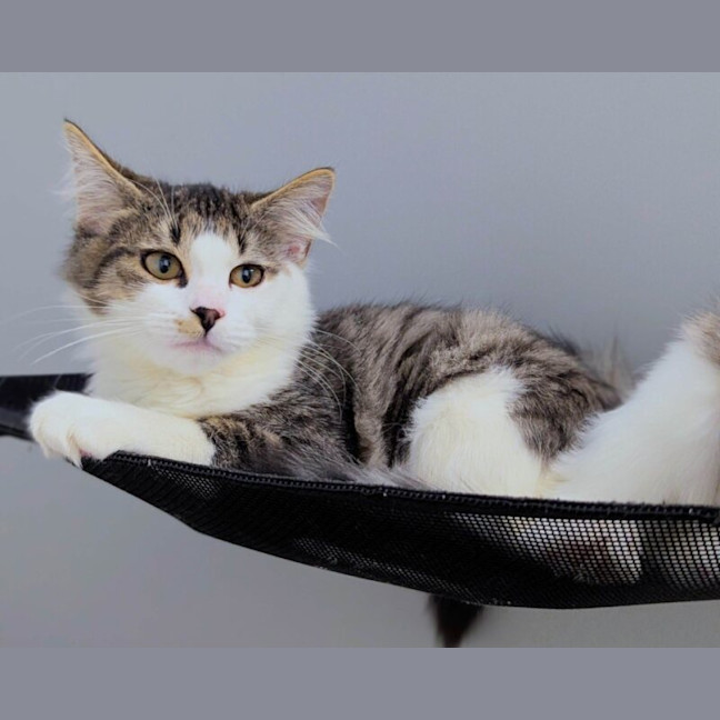 Photo of Teeter