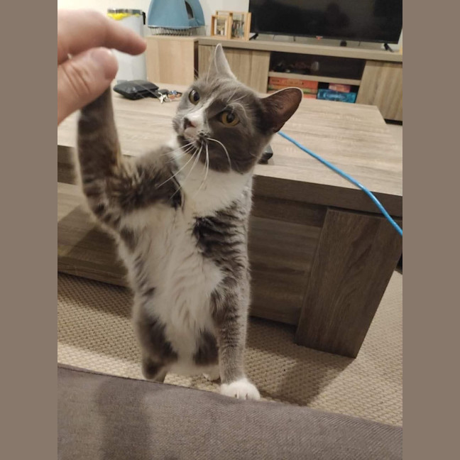 Photo of Muffin