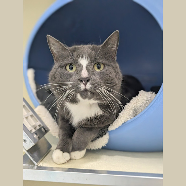 Photo of 💟 Smudge 6353 💟