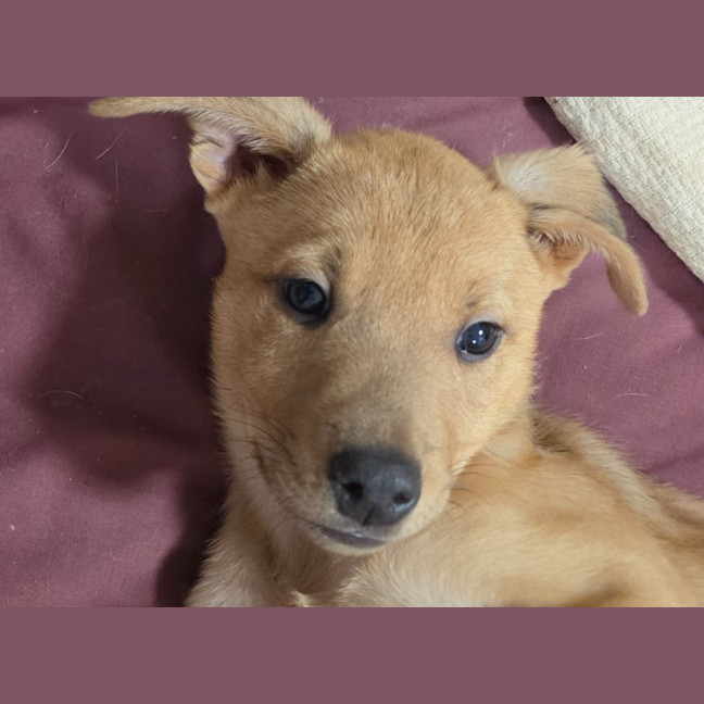 Photo of Jammer