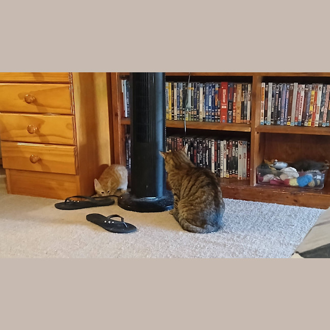 Photo of Scoot