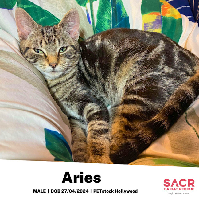 Photo of Aries