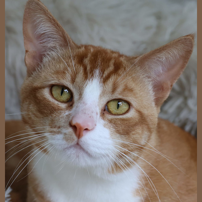 Photo of Pumpkin   Now Available Pet Quarters Glendale