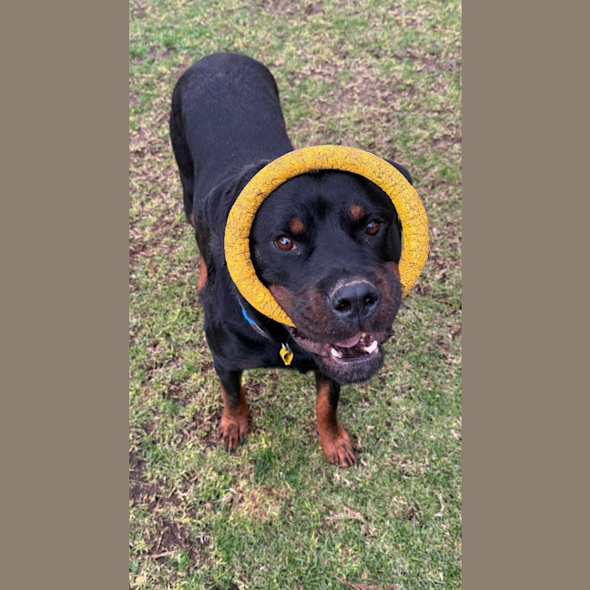 Photo of Duke