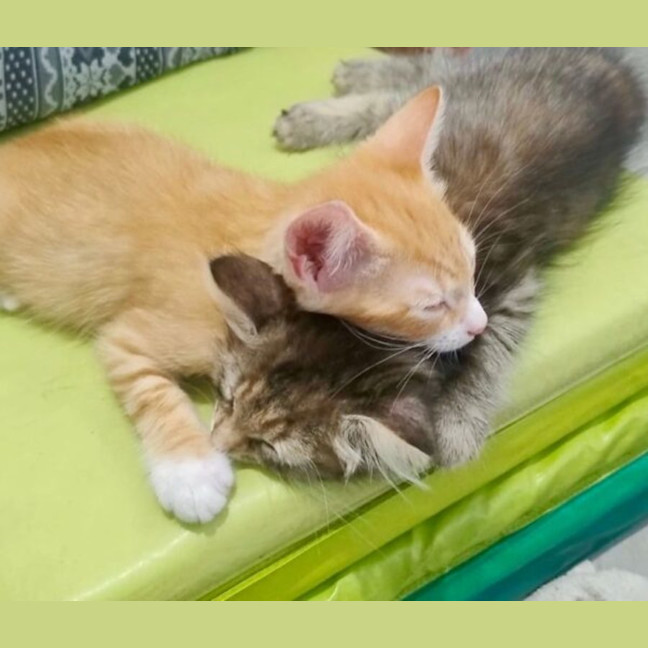 Photo of Cookie And Marmalade