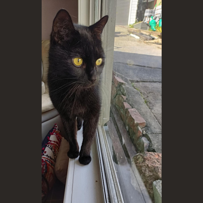 Photo of Winston   13 Year Old Domestic Short Hair