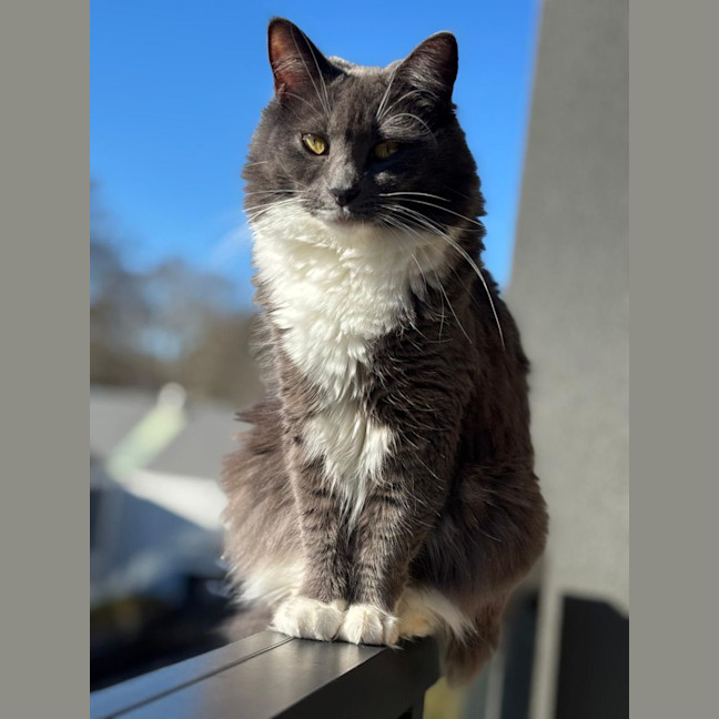 Photo of Skylar   Cat